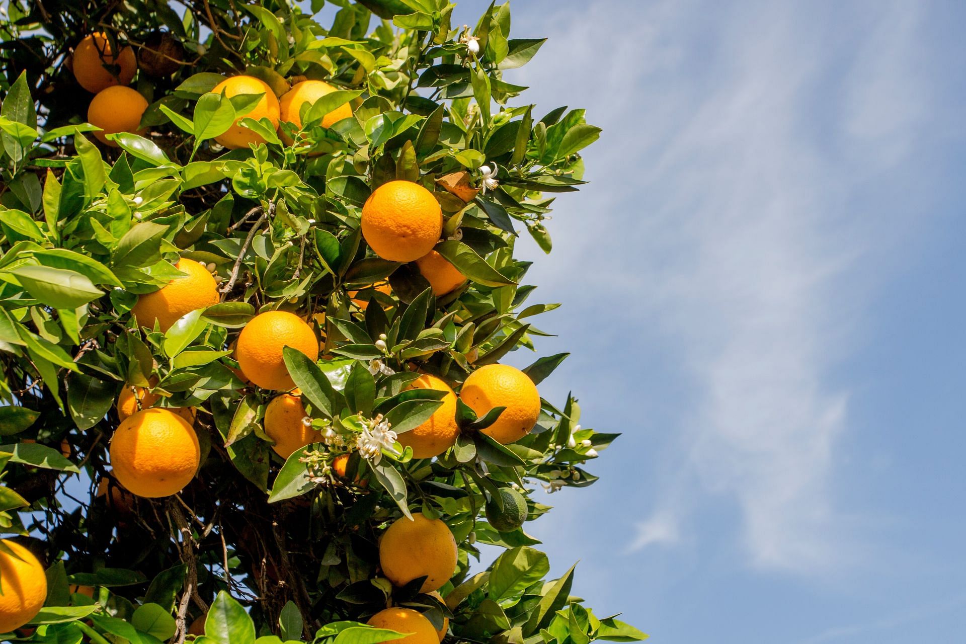 Consuming fresh juice is beneficial (Image via Unsplash/Jason Richard)